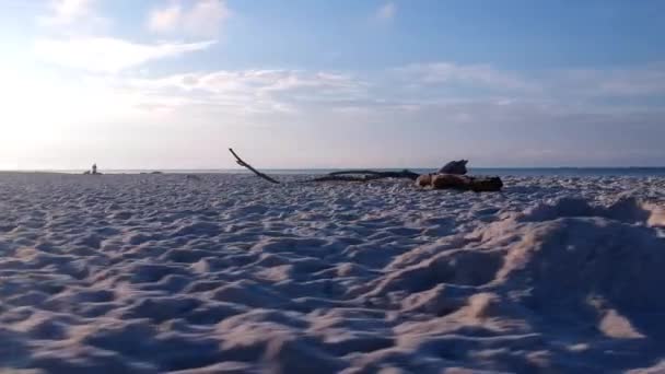 Dron Krążący Wokół Dryfującego Drewna Plaży Każdy Strzał Był Edytowany — Wideo stockowe