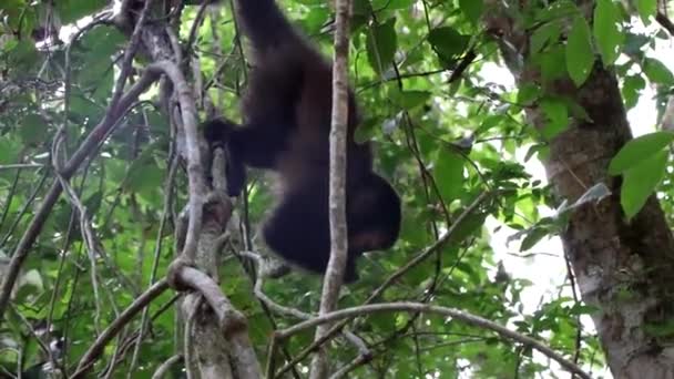 Opice Slézající Stromu — Stock video