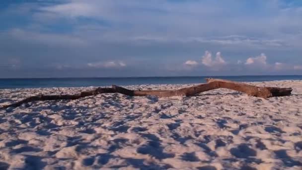 Een Drone Die Rondsnuffelt Drijfhout Het Strand Elke Opname Werd — Stockvideo