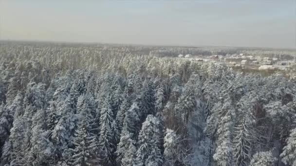 Forêt Hivernale Russe Après Une Tempête Neige — Video