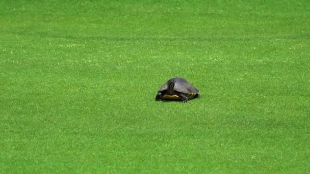 Черепаха Ползает Поле Гольфа — стоковое видео