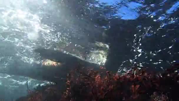 Monterey Bay Selo Porto Brincando Água Nadando Passado Mergulhador Subaquático — Vídeo de Stock