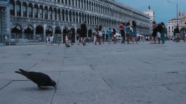 Venedik Sokaklarında Yürüyen Güvercin San Marco Meydanı — Stok video