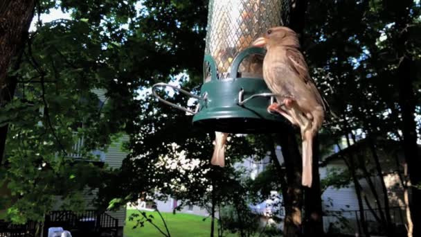 Aves Alimentadas Con Alimentador Aves Cámara Lenta — Vídeos de Stock