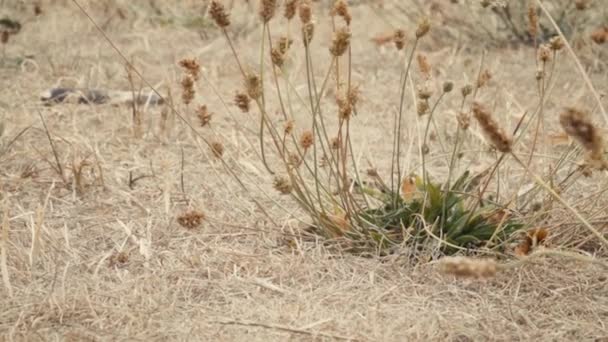 乾燥した草が風に吹いて デンマークの極端な夏の暑さで ヨーロッパで干ばつ — ストック動画