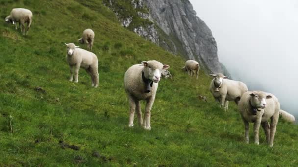 Стадо Овец Ферме Горах Плохой Погодой Туманной Швейцарии — стоковое видео