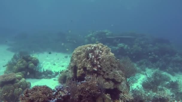 Mar Snorkeling Subaquático Vídeo — Vídeo de Stock