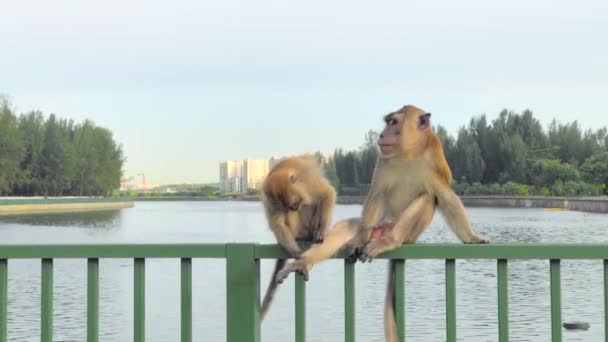 まだ川沿いの緑のフェンスに2匹の無料の猿のショット 若い猿は慎重に大人の猿の足の上にライスを選ぶ — ストック動画