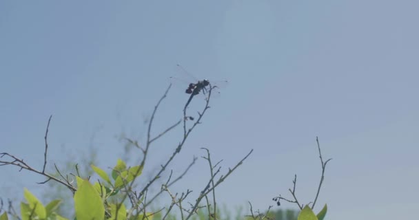 Eine Libelle Die Auf Dem Oberen Zweig Eines Blaubeerstrauches Ruht — Stockvideo