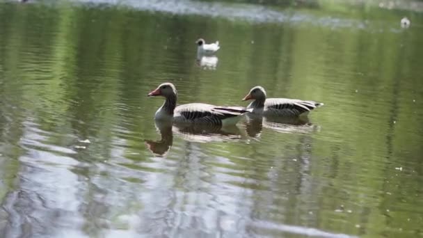 Patos Nadando Lentamente Estanque Danés Cámara Lenta — Vídeos de Stock