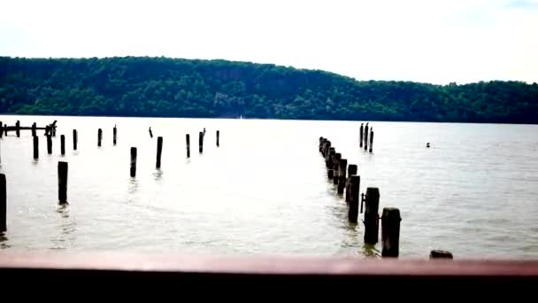 Wide View Lush Green Forest Calm Lake Water Nesting Water — Stock Video