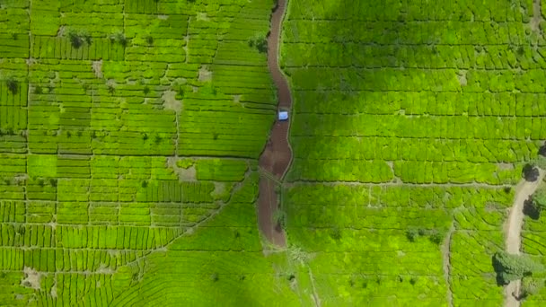 帕滕岗湖附近一个茶园的空中无人侦察机俯瞰 Ciwidey Bandung West Java Indonesia — 图库视频影像