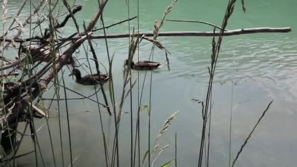 Enten Einem Fluss Deutschland — Stockvideo