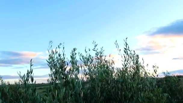 Ветви Оливкового Дерева Летний Ветреный День Закате — стоковое видео