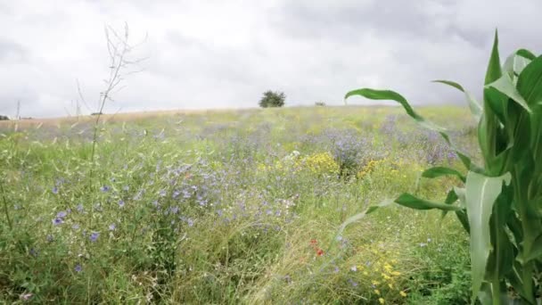 風に吹かれる植物野生の花々の風景背景 — ストック動画