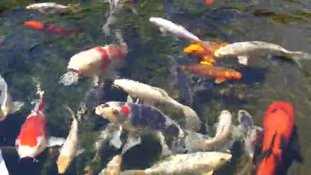 Koi Vissen Zwemmen Een Kleine Vijver — Stockvideo