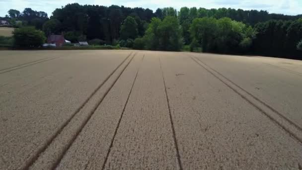 Drone Flight Wheat Field — Stock Video