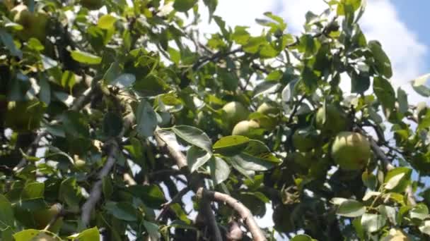 Äpfel Hängen Einem Baum — Stockvideo