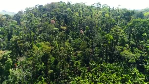 Letecký Pohled Létání Nad Krásným Lesem Kávové Plantáže Natočené Drone — Stock video