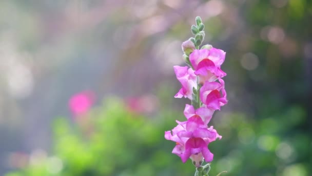 Piękny Poranek Jasną Atmosferą Pięknymi Kwiatami — Wideo stockowe