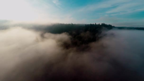 Nad Sluncem Zalitou Ranní Mlhou Těsně Nad Lesem — Stock video