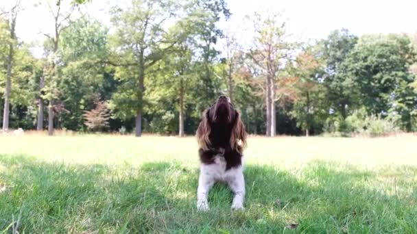 Hund Fängt Kugelblick — Stockvideo