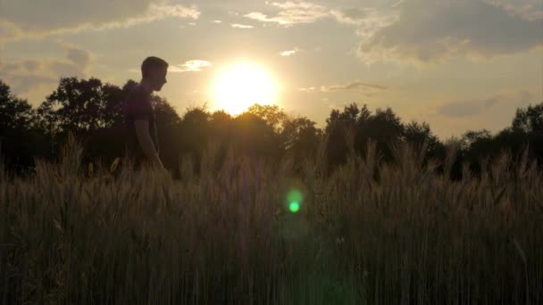 Άνθρωπος Περπατώντας Μέσα Από Wheatfield Στο Sunset Lens Flare — Αρχείο Βίντεο
