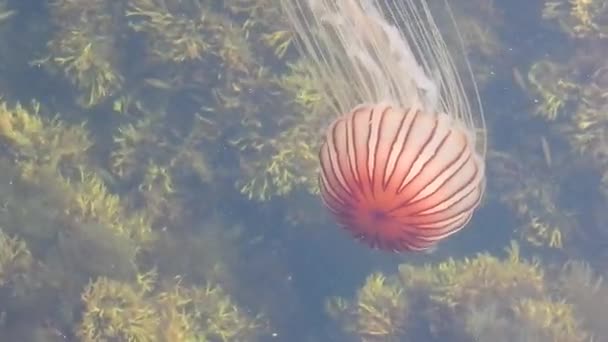 Meduza Pływa Pięknej Rafie Koralowej — Wideo stockowe