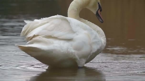 Colpo Rallentatore Cigno Che Pulisce Piume Vicino All Acqua — Video Stock