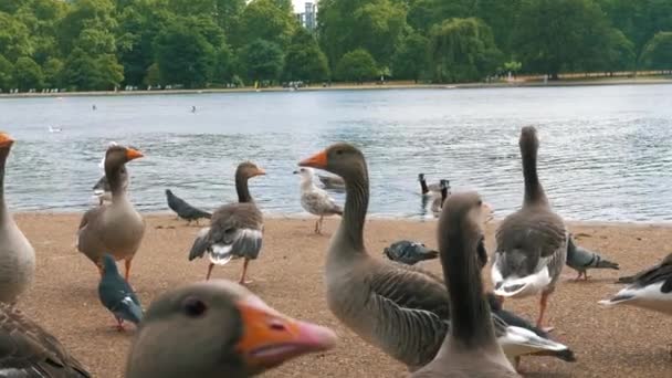 Расслабляющее Видео Крупным Планом Красивых Уток Лебедей Голубей Лондонском Гайд — стоковое видео