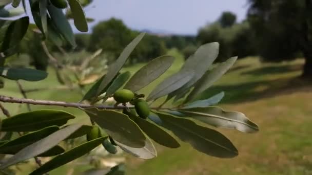 Close Shot Olive Hanging Olive Tree Focus Starts Oliven Moves — Stock Video