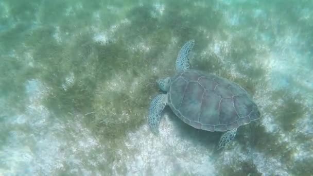 Plavání Želvami Oceánu — Stock video