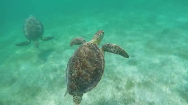 Natação Com Tartarugas Oceano — Vídeo de Stock