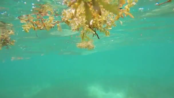 Nuotare Con Tartarughe Nell Oceano — Video Stock