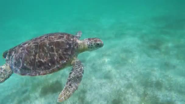 Pływanie Żółwiami Oceanie — Wideo stockowe