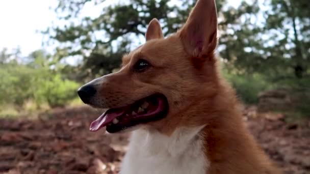 Corgi Sedí Lese — Stock video