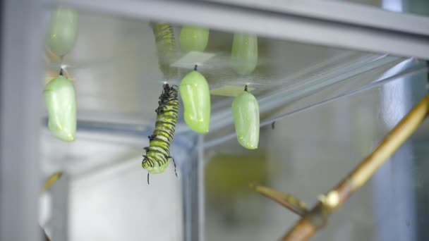 Monarch Caterpillar Molts Και Αρχίζει Σχηματίζει Χρυσαλλίδα — Αρχείο Βίντεο