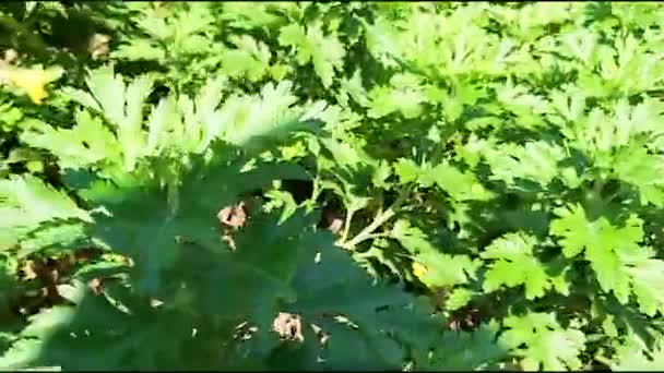 ニューヨーク市に花と植物 — ストック動画