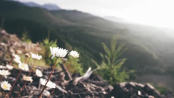 Rychlý Záběr Bílého Květu Výhledem Hory Během Východu Slunce — Stock video
