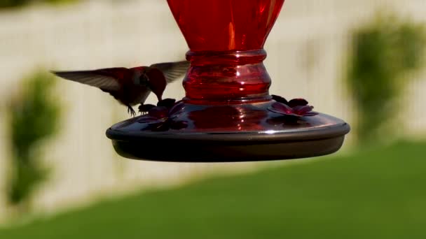 Aproape Pasăre Rufous Hummingbird Plutind Bând Dintr Alimentator Roșu Strălucitor — Videoclip de stoc