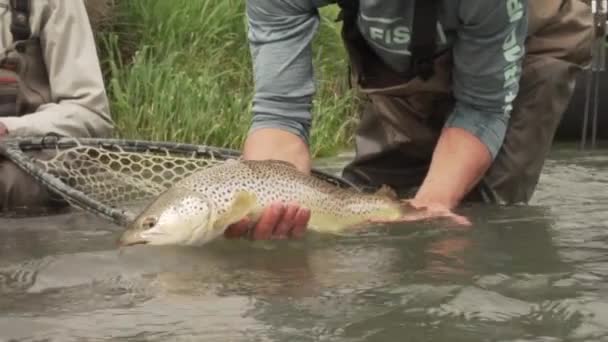 Slow Motion Brown Trout Release — Stok Video