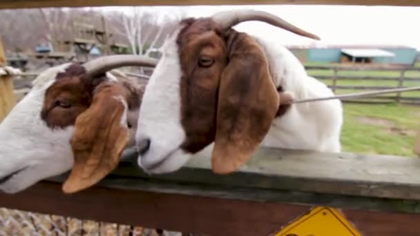 Las Cabras Observan Los Visitantes Una Granja — Vídeos de Stock