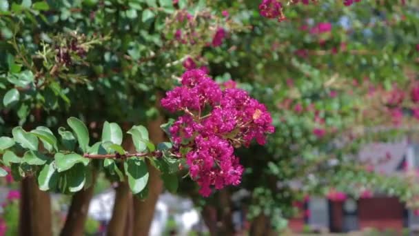 Crepe Myrtle Leagănă Vânt Într Vară — Videoclip de stoc