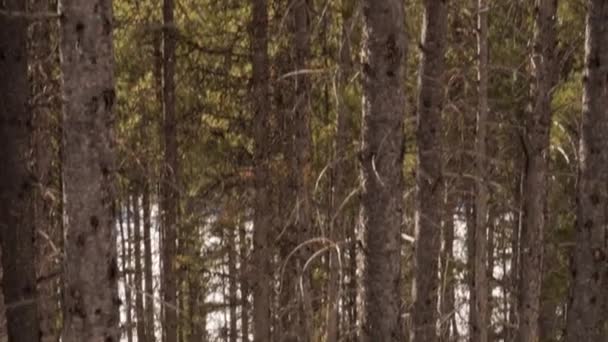 Pan Omhoog Kijkend Naar Pijnbomen — Stockvideo