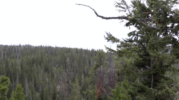 Dağlardaki Ağaçların Manzarası — Stok video