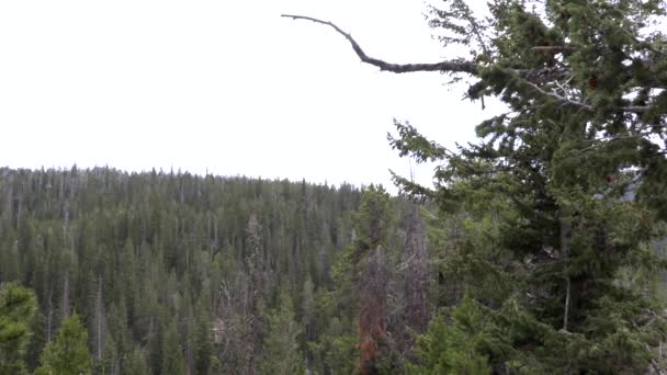 Utsikt Över Träd Bergen — Stockvideo