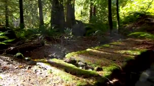Caminar Una Selva Tropical Otoño — Vídeos de Stock