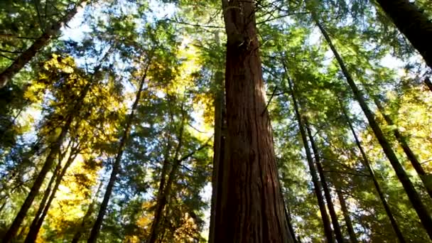 Promenade Dans Une Forêt Tropicale Automne — Video