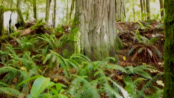 Passeggiata Una Foresta Pluviale Autunno — Video Stock