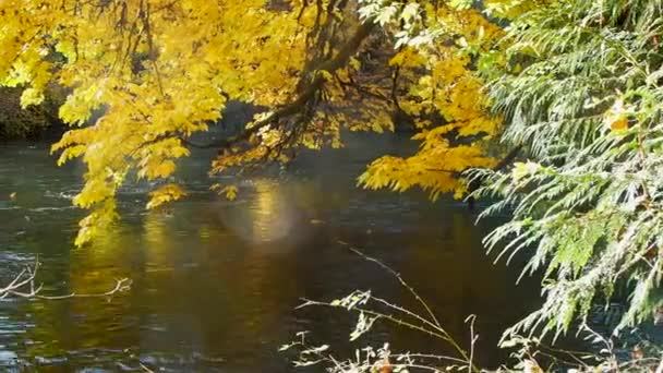 Прогулка Дождевом Лесу Осенью — стоковое видео